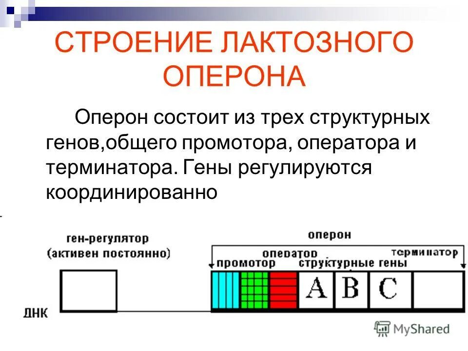Строение гена оперон. Оперон состоит из. Структура гена оперон. Строение гена цистрона. Структура гена оперон.