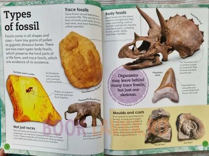 My Book of Fossils: A fact-filled guide to prehistoric life. 