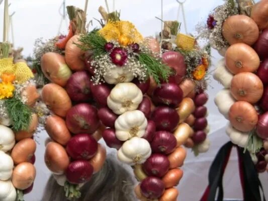 Луков день луковица. Луков день луковица. Всероссийский день лука. Луков день. Луков день луковица.