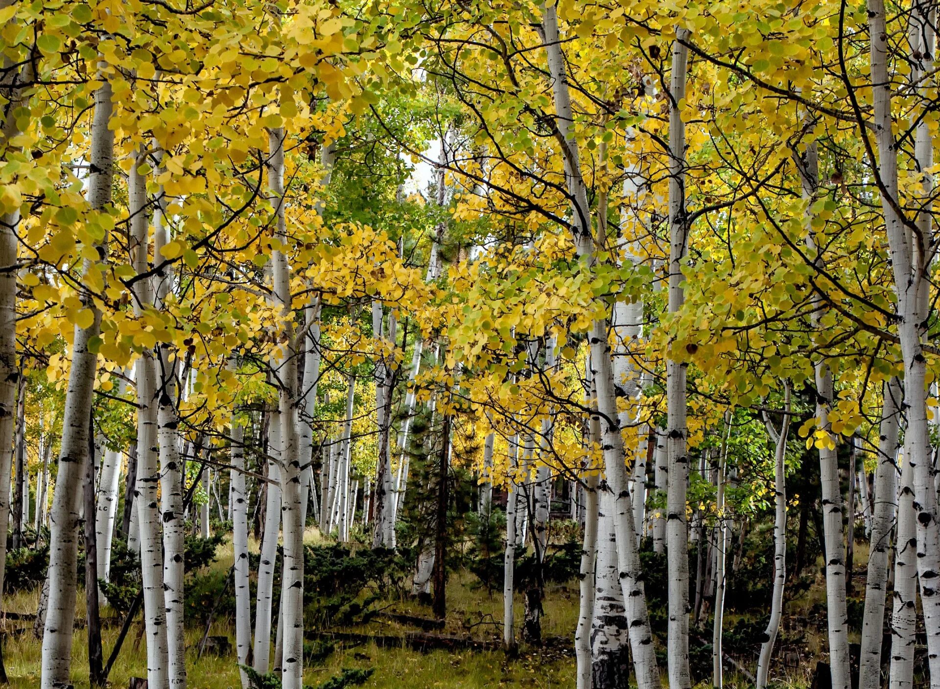 Роща 7 букв. Осина (populus tremula). дерево осина осиновая роща. тополь дрожащий осина. осина дерево в сибири.