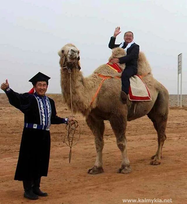 калмыцкий верблюд. калмыцкий верблюд. калмыцкий верблюд. верблюд калмыцкий бактриан в калмыкии. калмыцкий двугорбый верблюд.
