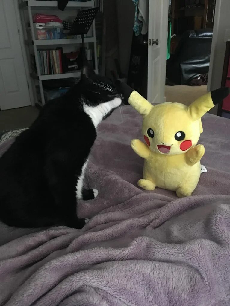 Tinycat video. Tiny cat. tinycat bongacome. tiny cat meme.