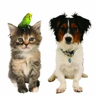 Pets кошки