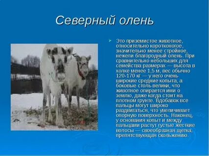 Сообщение про северного оленя