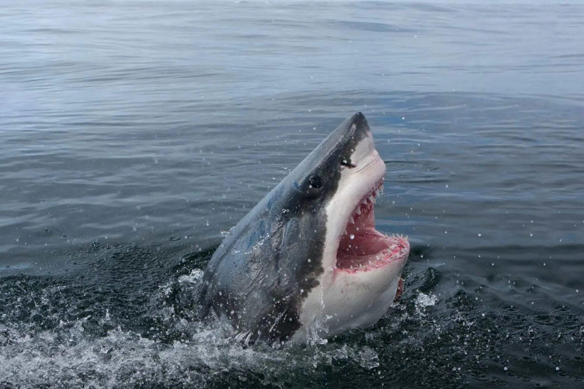 Carcharodon carcharias. Белая акула кархародон. Great White Shark , Carcharodon carcharias,. Большая белая акула кархародон Продолжительность жизни. Правда что акулы боятся пузырьков