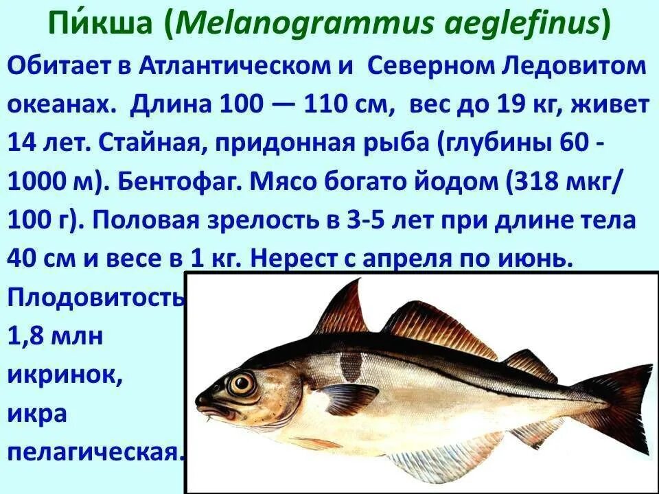 Пикша описание рыбы