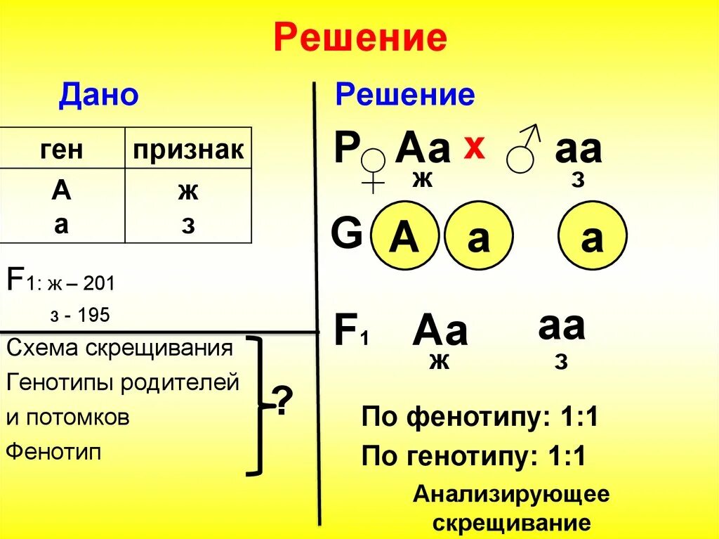 Одинаковый генотип это. Генотипы родителей. Задачи по генотипу и фенотипу. Генотипы потомства. Как понять по генотипу и фенотипу.