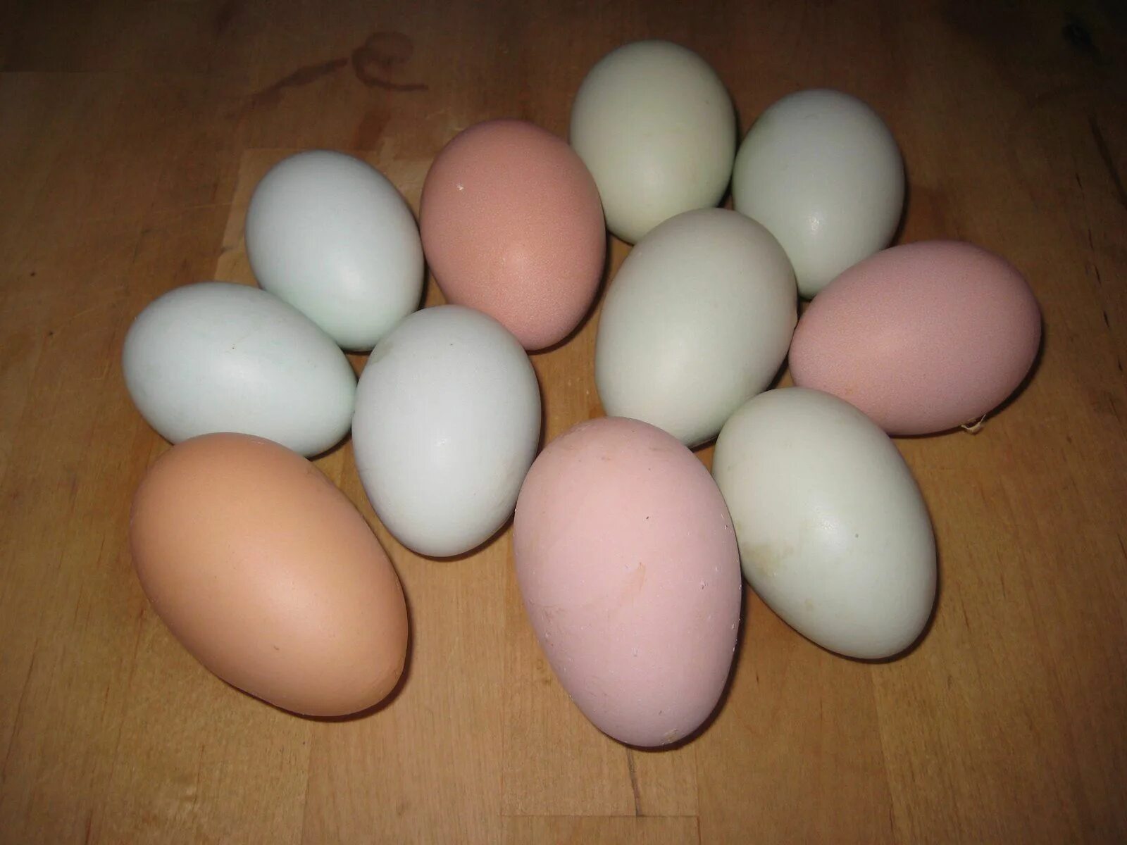 Розовое яйцо порода. Амераукана яйца. Яйца Амераукана розовые. Розовые куры Амераукана яйца. Куры коралл ник цвет яйца.