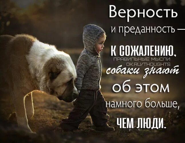 Елена шумилова сенатор. Афоризмы про детей и собак. Высказывания иисуса христа. Животные лучше людей цитаты. Простить можно цитаты.