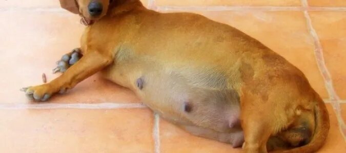 стихи про таксу собаку. песня такса клякса. автор такса клякса. песня такса клякса. такса клякса комикс.