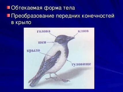 Какая форма тела у птиц
