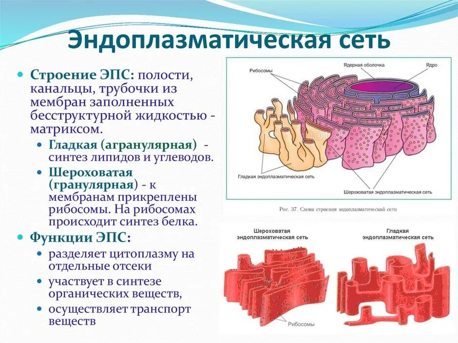 На каком рисунке изображена эндоплазматическая сеть. Агранулярная эндоплазматическая сеть функции. гладкая эндоплазматическая сеть строение и функции. характеристика и строение эндоплазматической сети. агранулярная эпс функции.