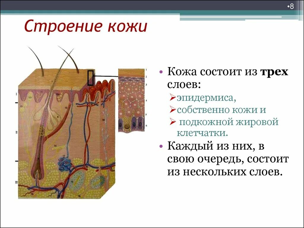 Строение кожи. Строение кожного Покрова. Строение кожи человека схема. Карточка строение кожи.