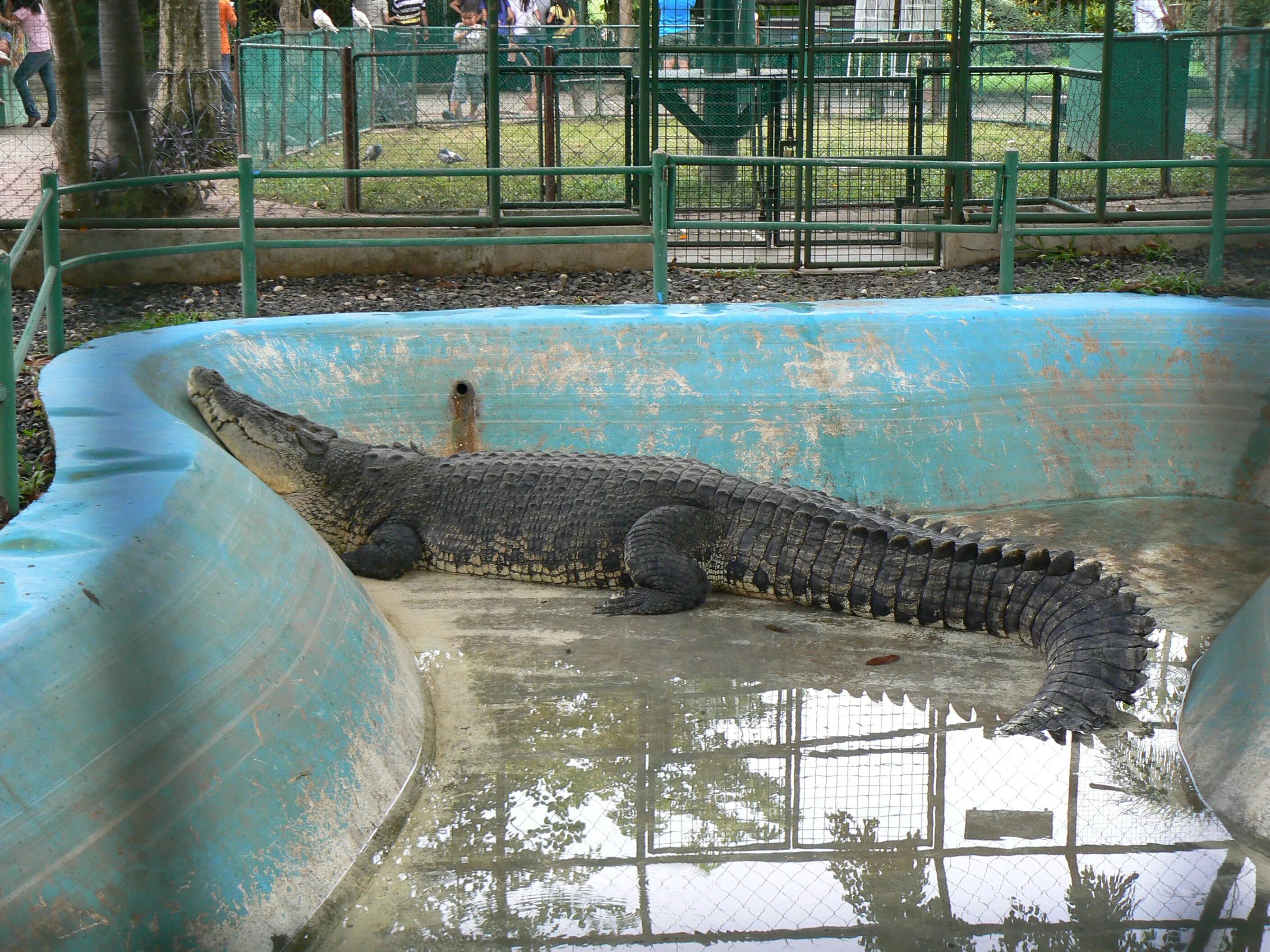 Лолонг. Крокодил Лолонг. Парк крокодилов в Малаге. Крокодил парк Анапа.