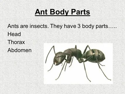 Am ant