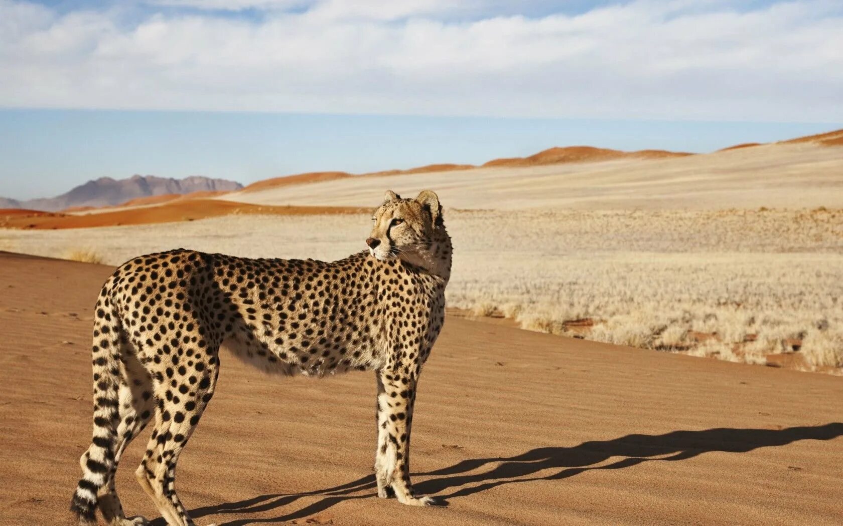 Пустынные хищники. Сахарский гепард. Фауна пустыни Намиб. Животный мир пустыни Намиб. Гепард в саванне.