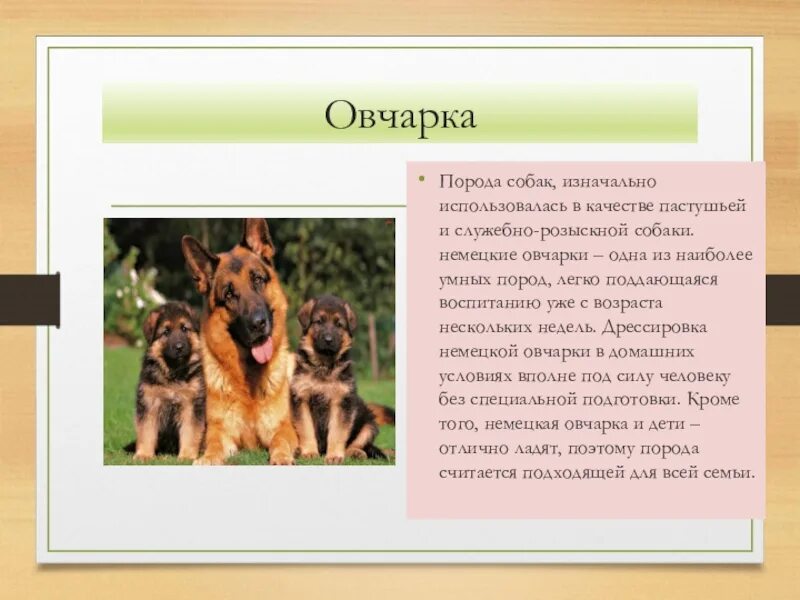 Класс собаки кошки. Описание собаки. Породы собак презентация. Собака для презентации. Рассказ о породе собак.