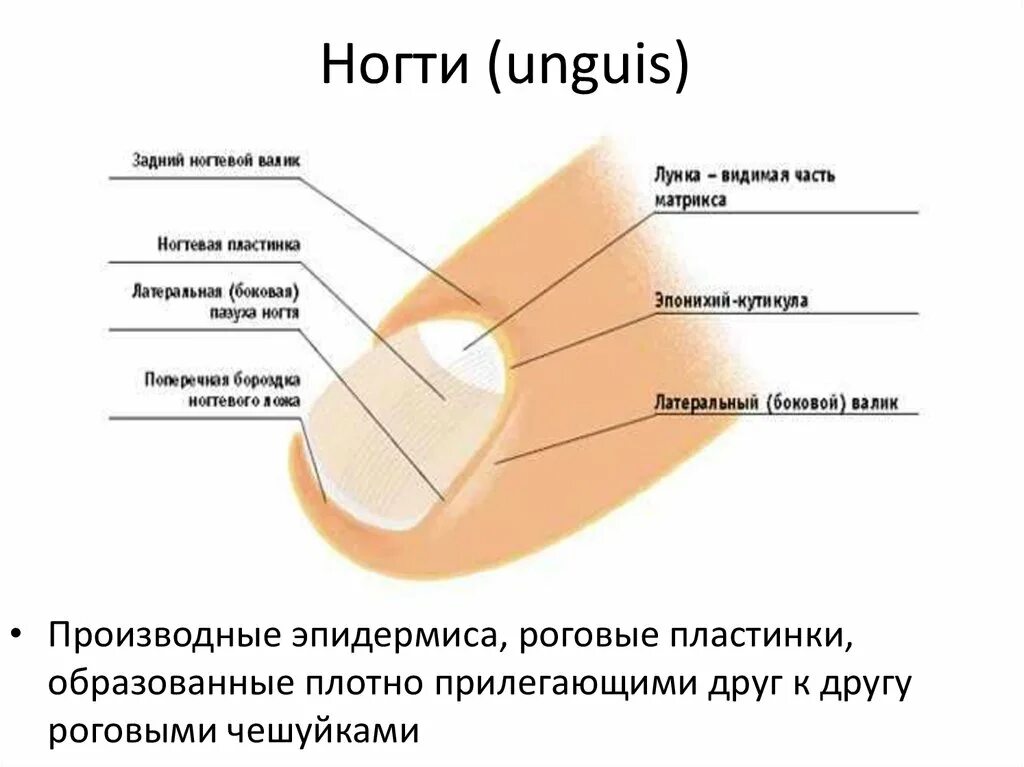 Сверху кожа снизу тоже а в середине. Строение ногтевой пластины рисунок. Строение матрикса ногтя. Строение ногтевой пластины Матрикс.