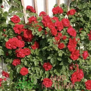 Фламентанц