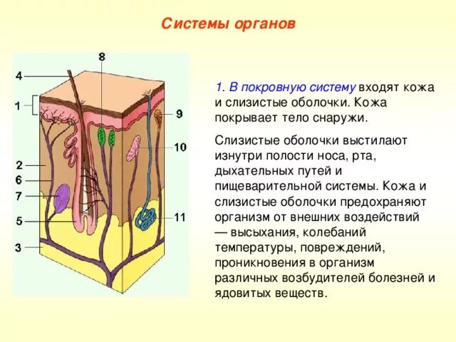 Кожа является органом ответ. Кожа является органом ответ