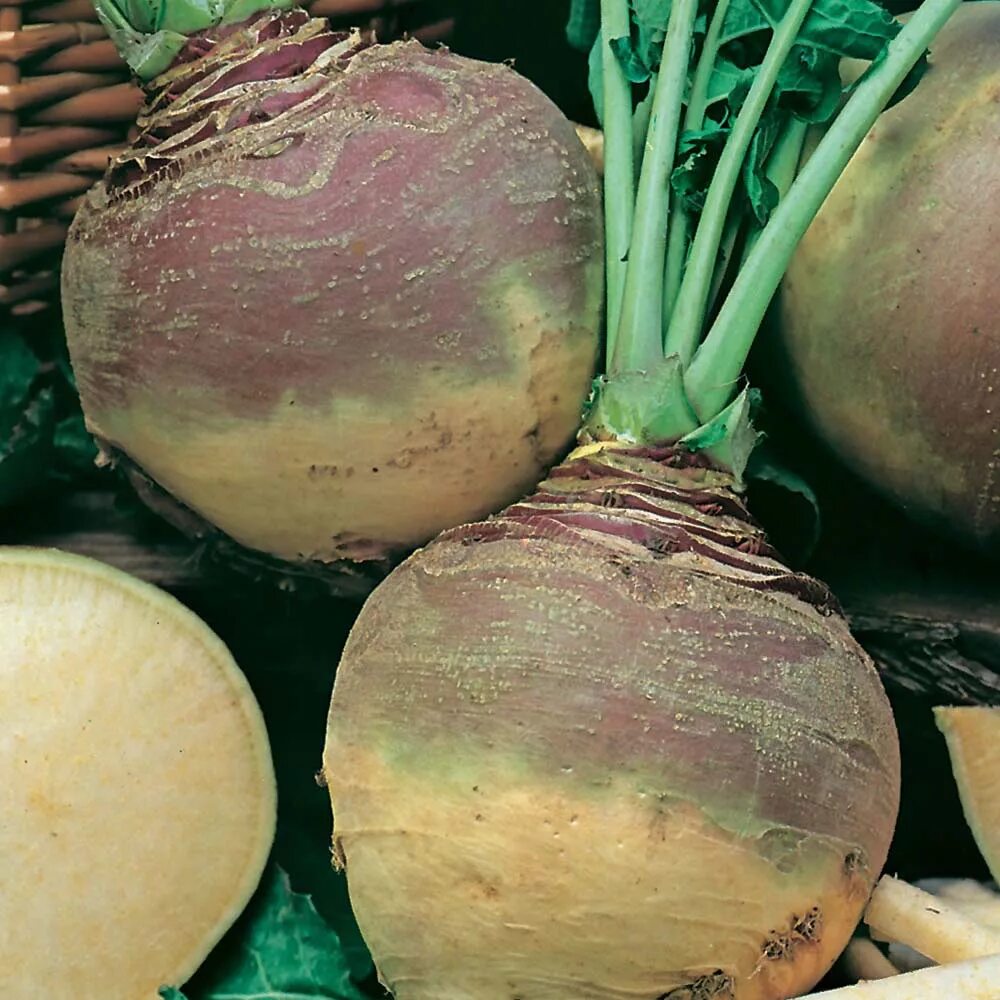 Брюква (Brassica napus). Турнепс брюква. Брюква Красносельская. Семена брюква Красносельская. Брюква растение