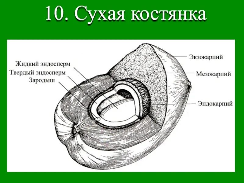 Околоплодник костянки. Экзокарпий и эндокарпий. Экзокарпий мезокарпий. Строение костянковидных плодов. Строение плода околоплодник