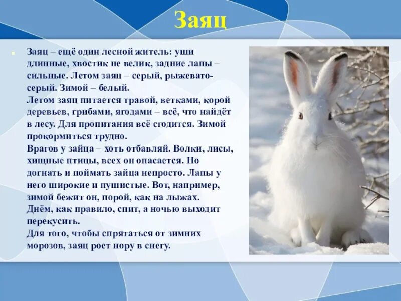 Заяц зимой и летом. Заяц зимой. Рассказать о зайце. Белый заяц зимой. Заяц описание для детей