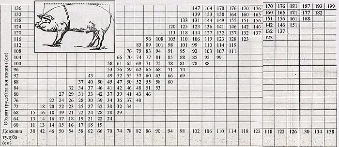 Живая масса свиньи. Таблица взвешивания свиней живым весом. Таблица обмера свиней живым весом. Таблица живого веса свиней. Таблица измерения поросят для определения веса.