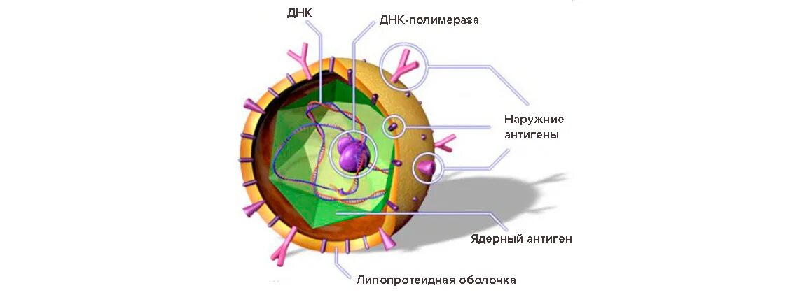 Защитная оболочка вируса. Вирус гепатита b схема строения. строение вируса гепатита с схема. вирусные гепатиты строение вируса. вирус гепатита с строение вируса.