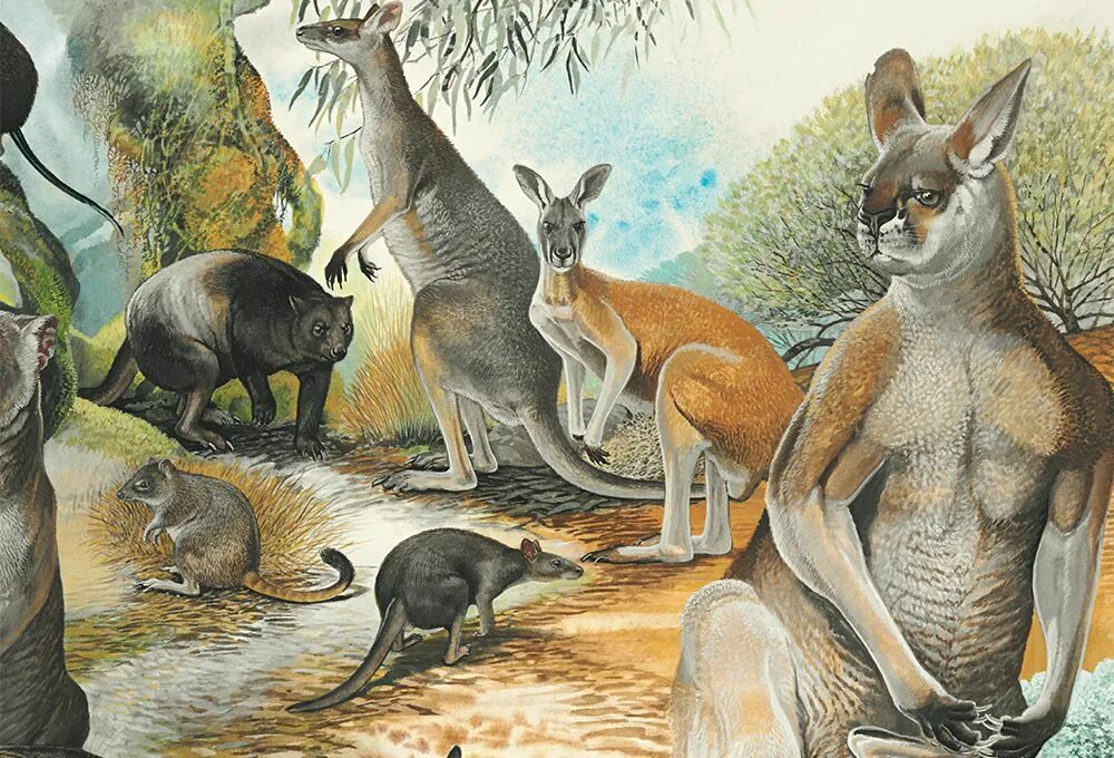 Крупнейших млекопитающих на земле. Древняя мегафауна Австралии. Procoptodon Goliah. Сумчатые млекопитающие. Новозеландия мегафауна.