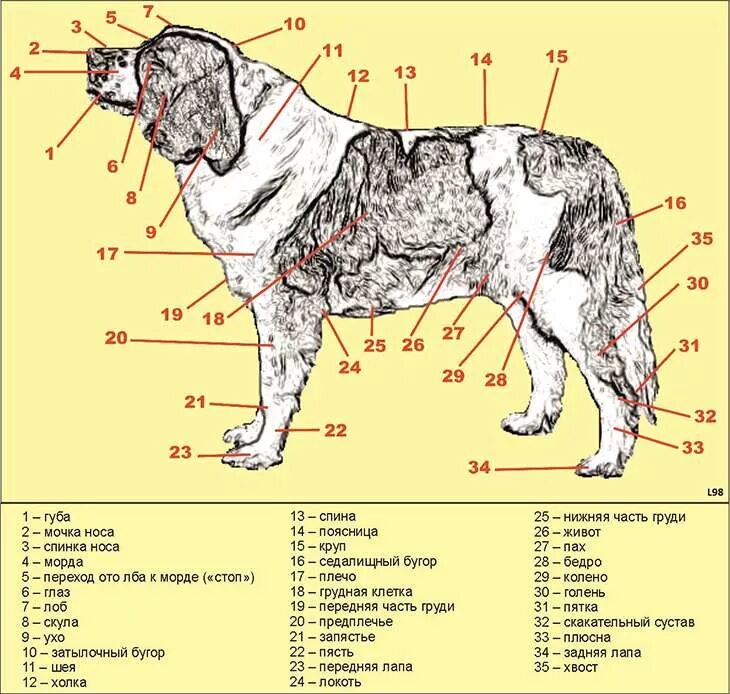 Название частей тела собаки. Строение туловища собаки. Основные части туловища у собаки. Части тела собаки строение. Где находится порода
