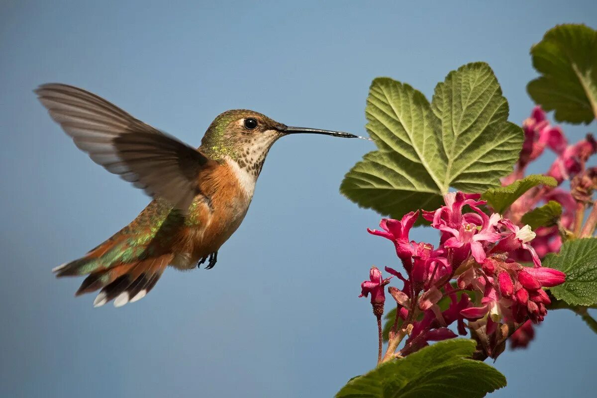 Female. Ruby-throated Hummingbird -Рубиновогорлый колибри. самка. Фотограф Etkin