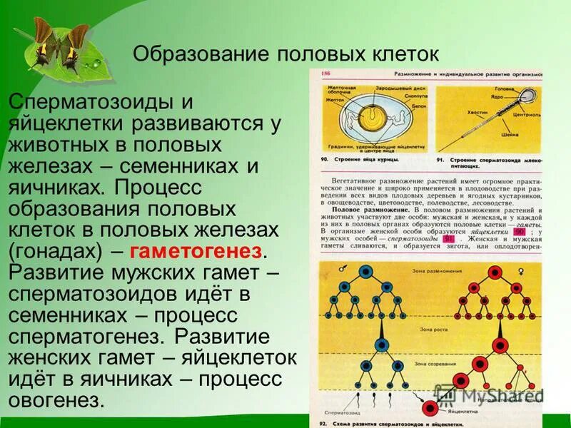 Как называется процесс женских половых клеток. Образование половых клеток. образование половых клеток у животных. образование половых клеток гамет. процесс образования половых клеток.