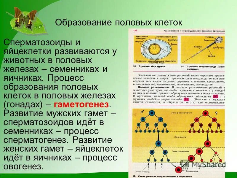 Мужская гамета. Образование половых клеток. Образование половых клеток гамет. Процесс образования половых клеток. Процесс образования половых клеток - гамет.