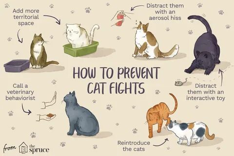 Why did the second cat complain