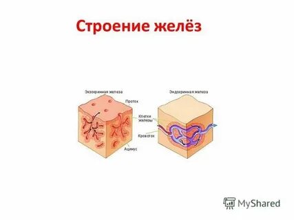 Экзокринные и эндокринные железы