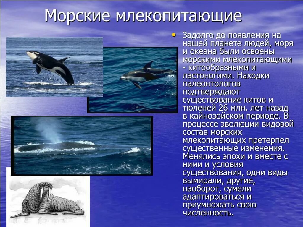 Китообразные ластоногие