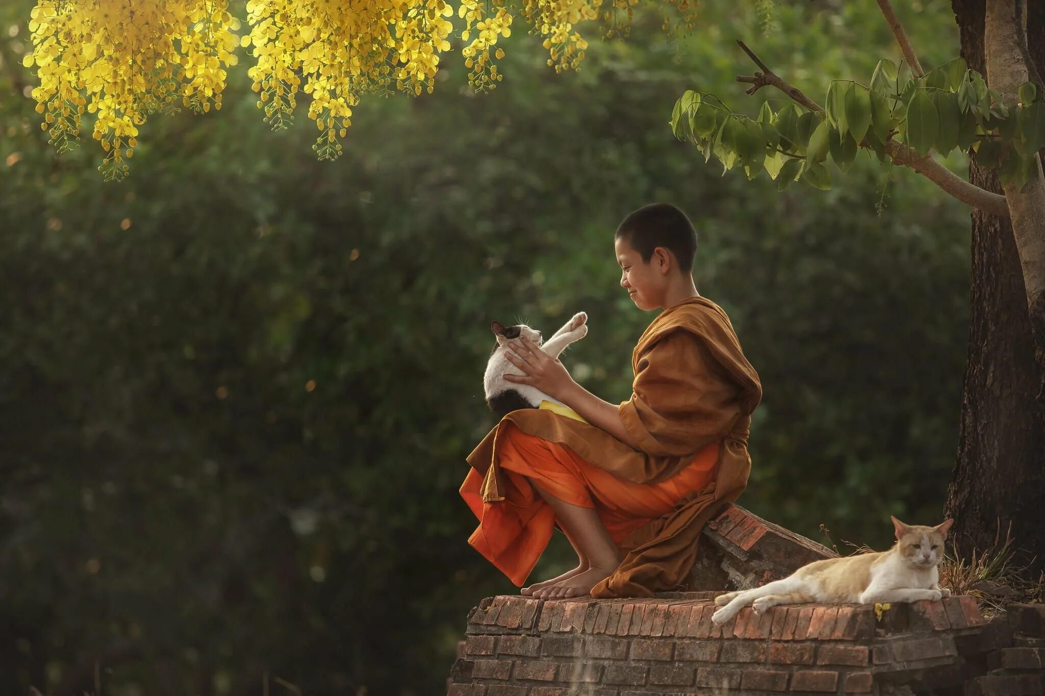 Дзенский монах. Японский буддизм дзен. Дзен буддийский монах. Дзенский монах арт.