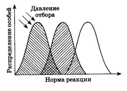 Движущая эволюция стабилизирующая