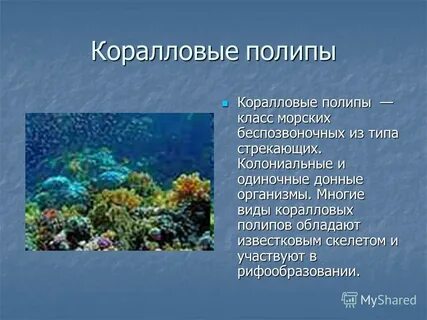 Характеристика коралловых рифов