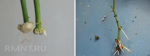 Чтобы отростки быстрее дали корни