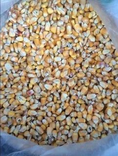 Кукуруза фуражная оптом