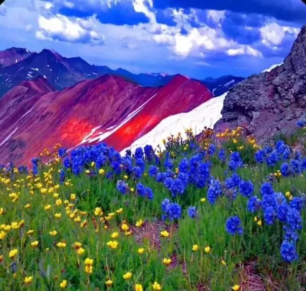 Цвет гималаи. Долина цветов Нанда Деви. Национальный парк Долины цветов, Уттаракханд. Индийский парк «Долина цветов». Долина цветов в Гималаях.