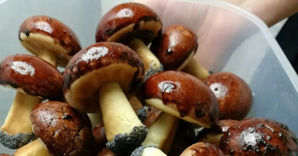 Грибы из песочного теста. Печенье грибочки нхз. Пирожные грибочки. Сладкие грибочки. Печенья грибочки опята.