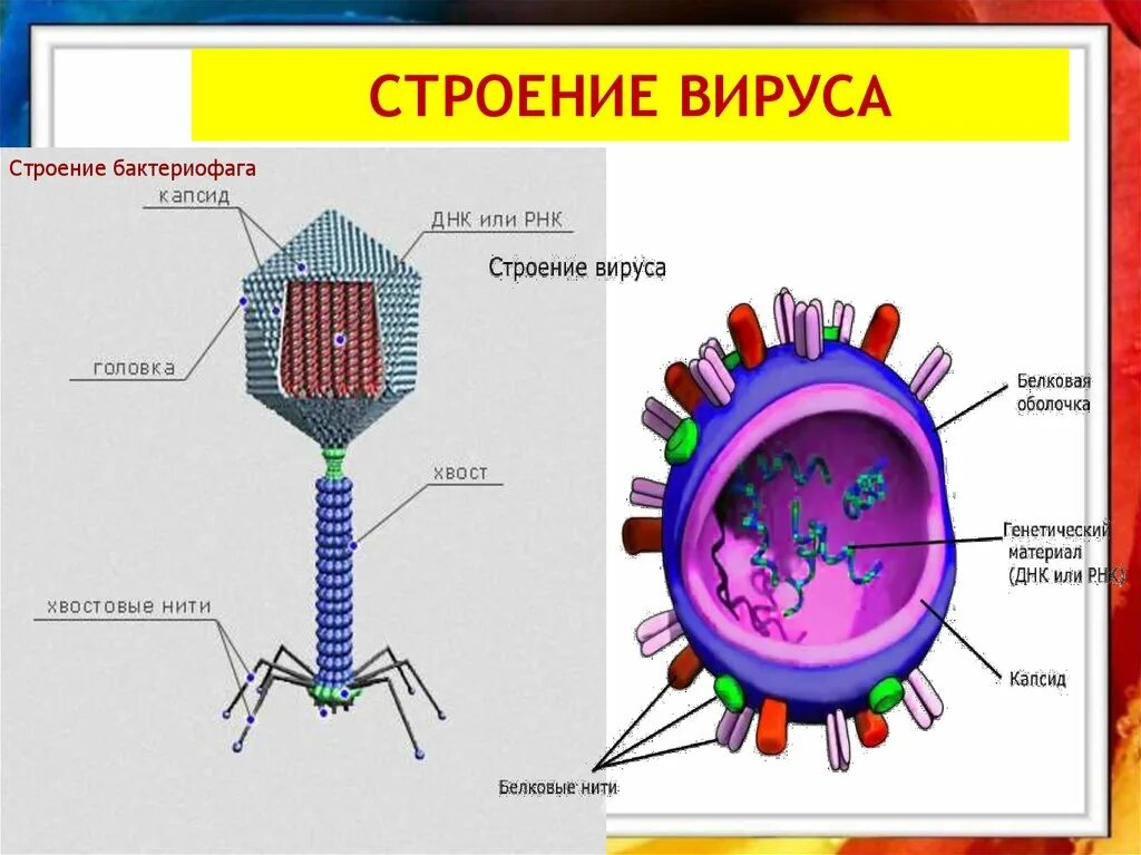 Схема строения вируса и бактериофага. Строение вируса биология 10. Структура вируса бактериофага. Строение вируса 5 кл.