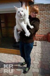 Огромный белый кот