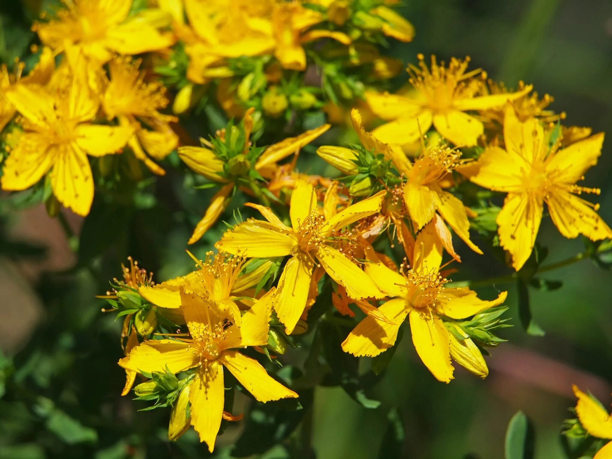 Зверобой продырявленный оптимист. Зверобой Гиперикум. St Johns Wort растение. Зверобой продырявленный растение.