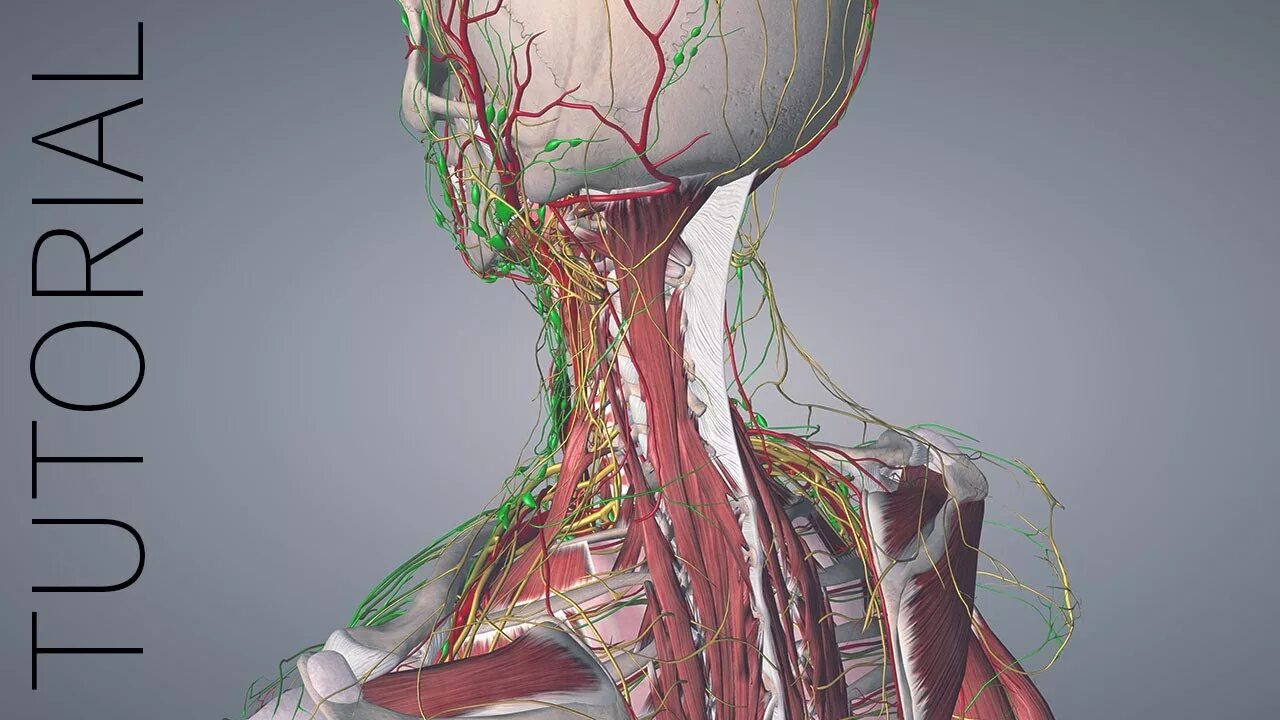 Анатомия твц. Механическая анатомия.