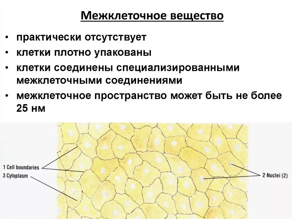 Межклеточное вещество находится. Строение межклеточного вещества. Ткань растений межклеточное вещество рисунок. Межклеточное пространство. Межклеточное вещество строение и функции кратко.