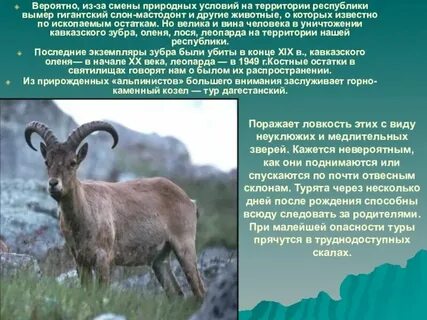 Животные гор занесенные в красную книгу